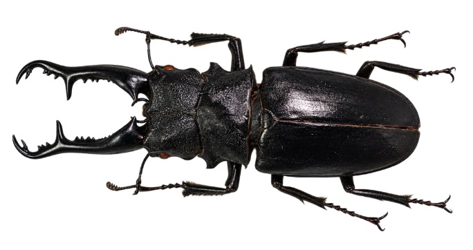 기라파톱사슴벌레 (Giraffe stag beetle)