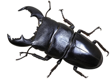 말레이왕넓적사슴벌레(Dorcus titanus nobuyukii)
