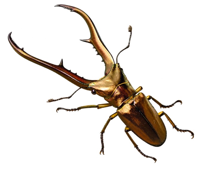 메탈리퍼가위사슴벌레 (Metallic stag beetle)