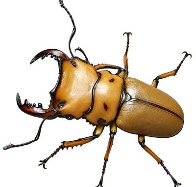 멜리가면사슴벌레 (Melly stag beetle)
