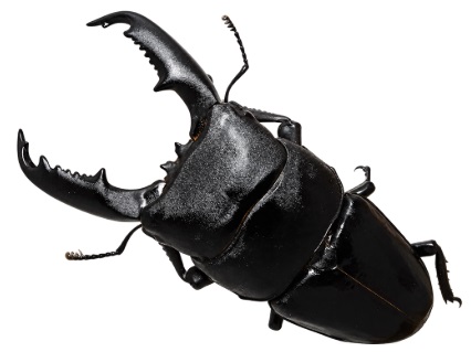 민다나오왕넓적사슴벌레(Dorcus titanus mindanaoensis)