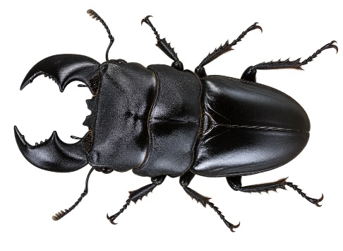 수마트라 왕넓적사슴벌레(Dorcus titanus yasuokai)