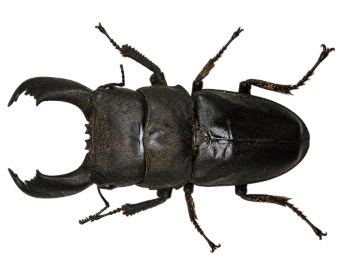 술라웨시왕넓적사슴벌레(Dorcus titanus typhon)