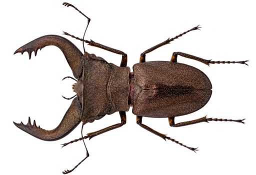 스페시오수스가위사슴벌레 (Speciosus stag beetle)