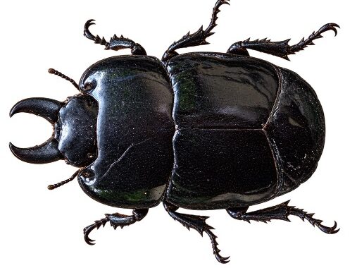 아무르납작풍뎅이붙이(Hololepta amurensis)