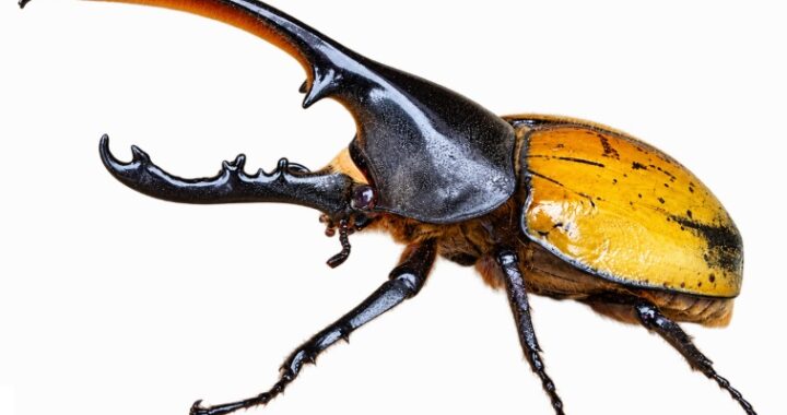 에콰토리아누스 헤라클레스 (Dynastes hercules ecuatorianus)