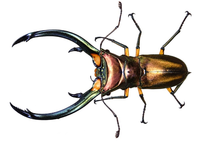 엘라푸스가위사슴벌레(Elaphus stag beetle)