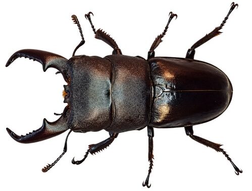 일본넓적사슴벌레(Dorcus titanus pilifer)