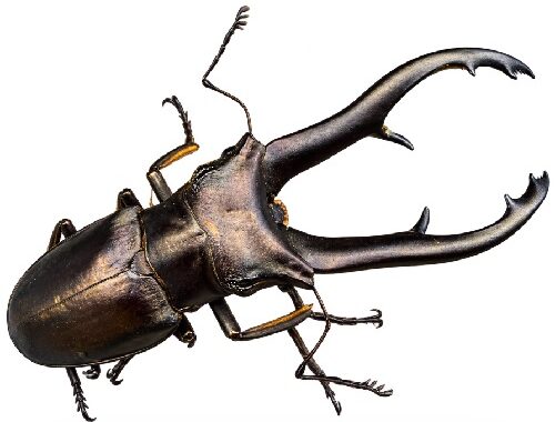 임페라토르가위사슴벌레 (Imperator stag beetle)