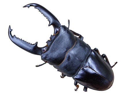 팔라완왕넓적사슴벌레(Dorcus titanus palawanicus)
