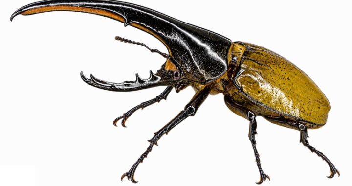 헤라클레스 헤라클레스 (Dynastes hercules hercules)